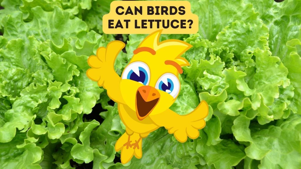 closeup of lettuce in background with cartoon yellow bird in center of image and words "can birds eat lettuce" at top of image