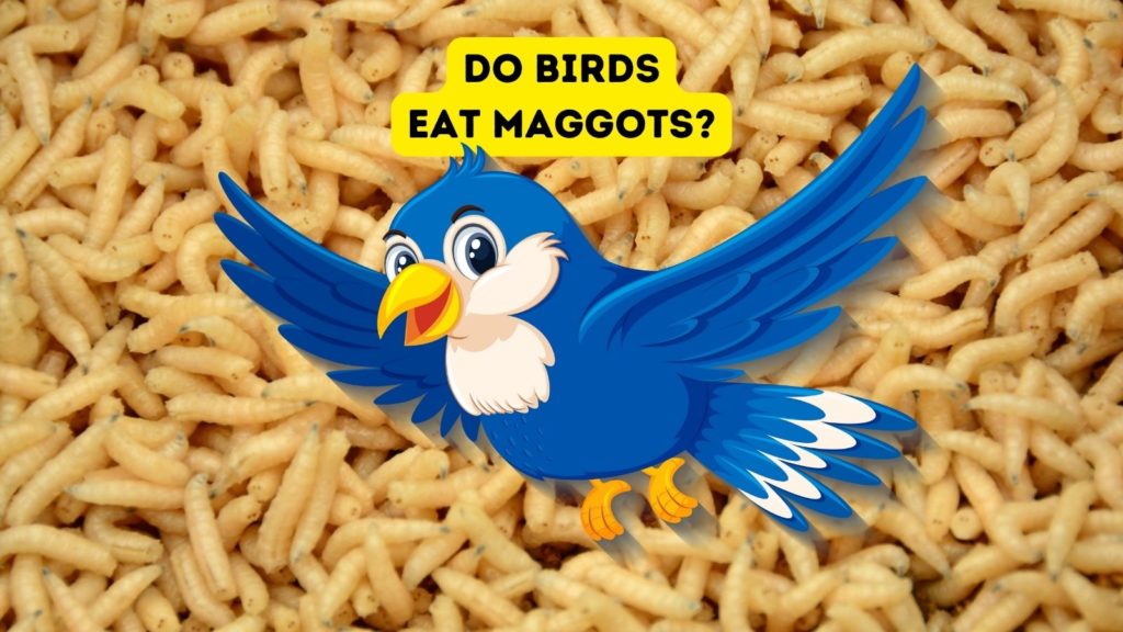 background image of maggots with cartoon of blue bird in center of image