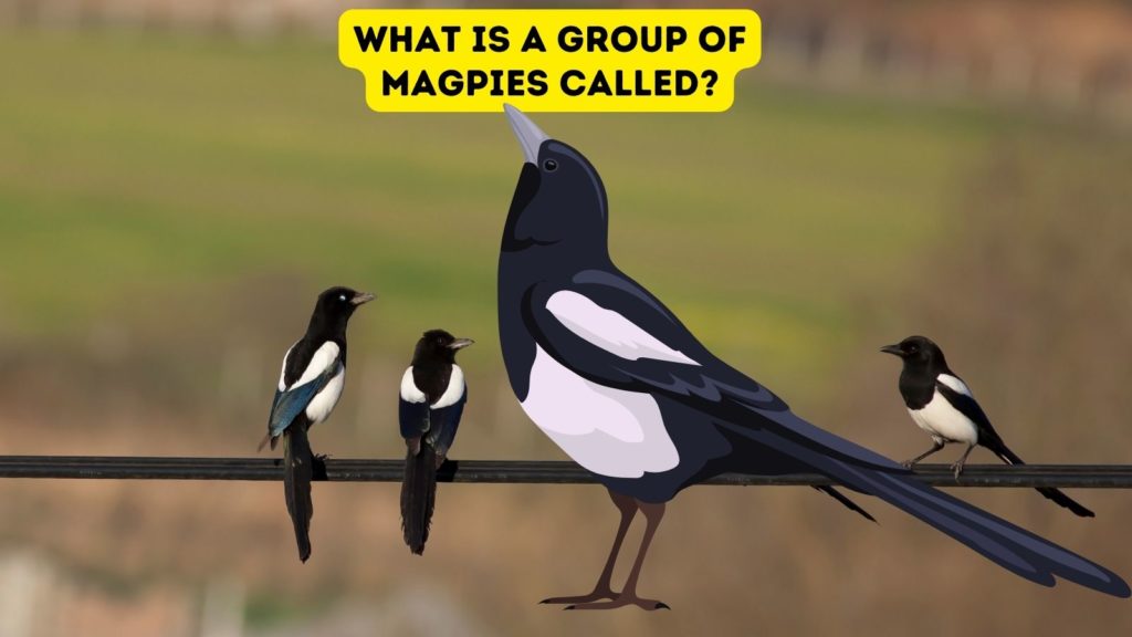 photo of three magpies on a wire with a cartoon magpie at center of image and words "what is a group of magpies called" at top of image