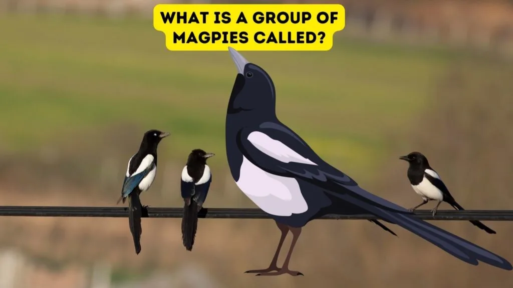 What is a Group of Magpies Called?