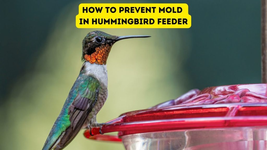 photo of ruby throated hummingbird at hummingbird feeder