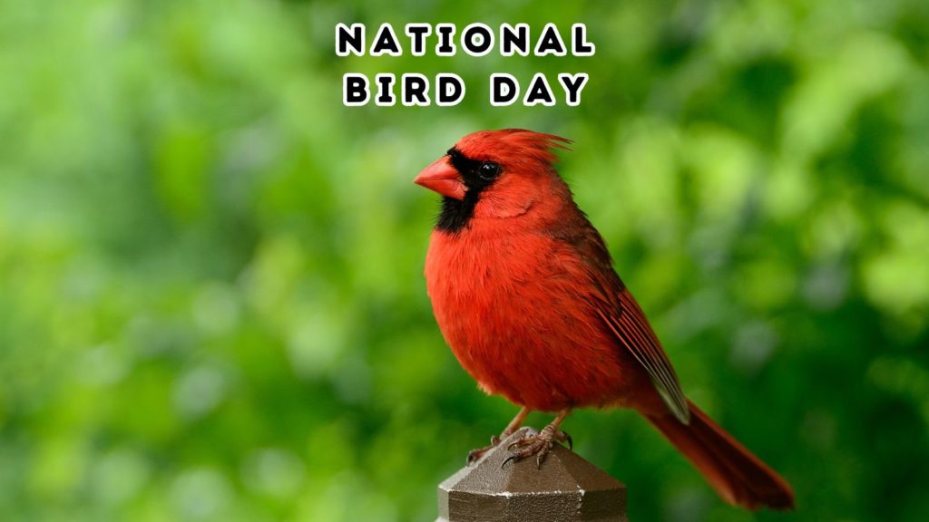 National Bird Day