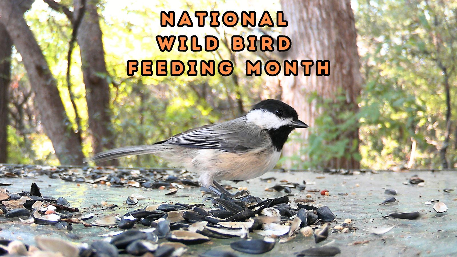 National Wild Bird Feeding Month