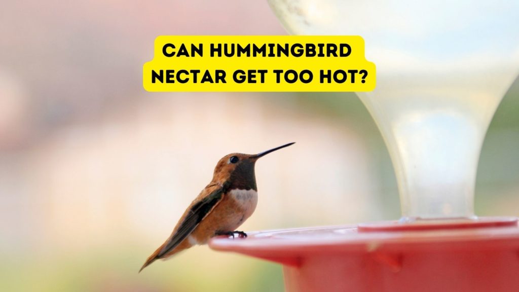 hummingbird sitting on side of hummingbird feeder