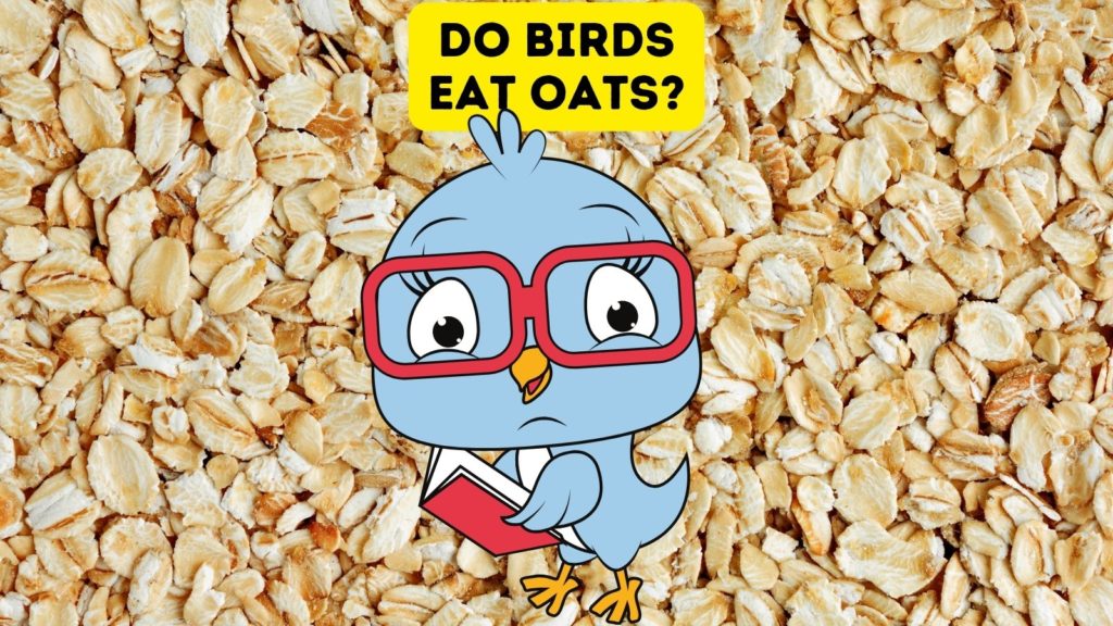 closeup of rolled oats with cartoon of blue bird in center of image wearing glasses and holding a book with the words "do birds eat oats" at the top of the image