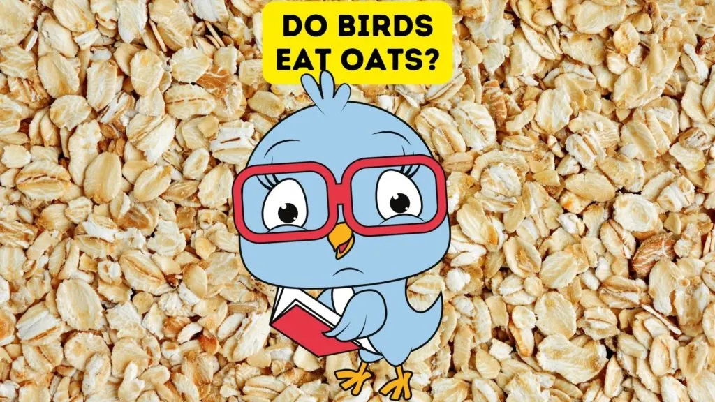 Do Birds Eat Oats?