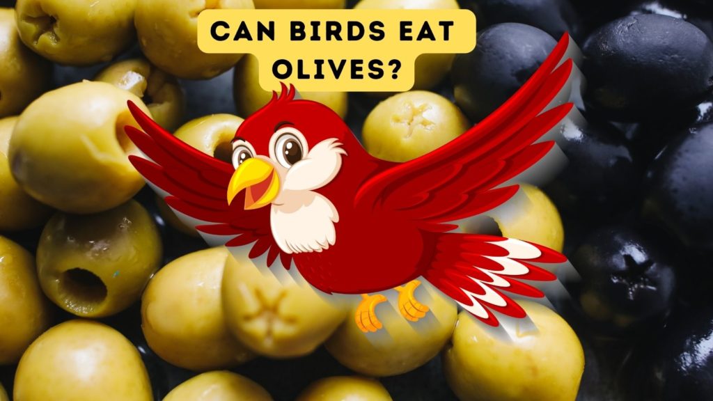 photo of green and black olives in background with cartoon of red bird in foreground