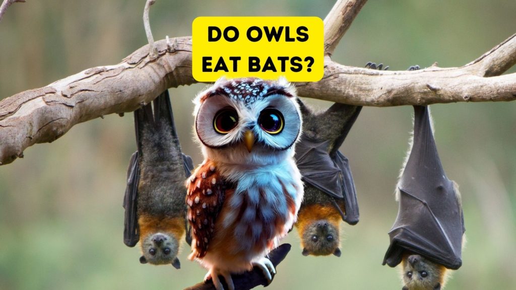 image of three bats hanging from tree limb with cartoon owl in center of image and words "do owls eat bats" at top of image