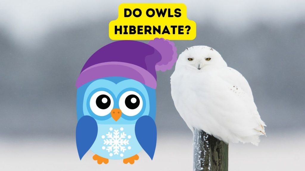 photo of snowy owl sitting on fence post with snow on the ground; in the center of the image is a graphic of an owl wearing a coat and a cap with the words "do owls hibernate" at the top of the image