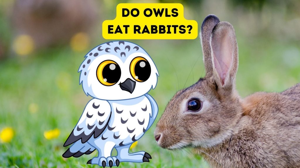 closeup photo of rabbit with cartoon owl in center of image and words "do owls eat rabbits" at top of image