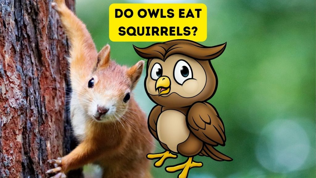 photo of squirrel on tree with cartoon owl in center of image and words "do owls eat squirrels" at top of image