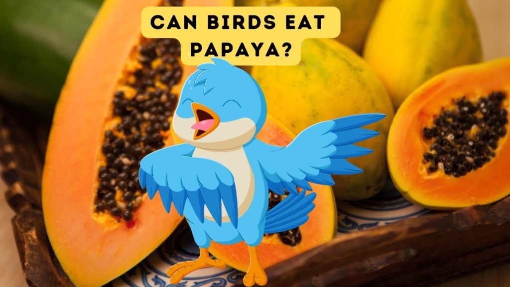 photo of papaya fruit split open with a cartoon of a singing blue bird over the image with the words "can birds eat papaya" at top of image