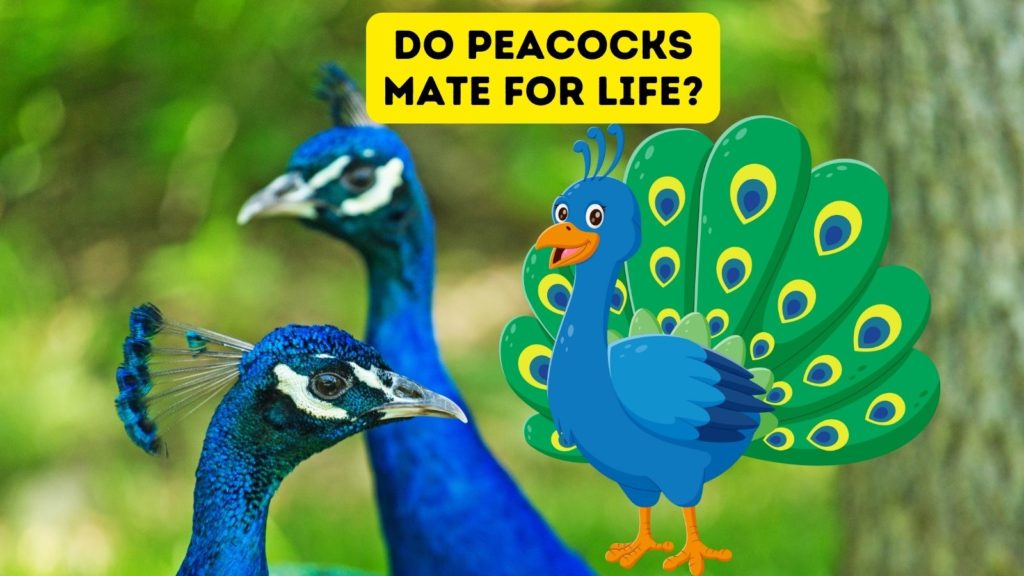 photo of two peacocks with cartoon peacock in center of image with words "do peacocks mate for life" at top of image