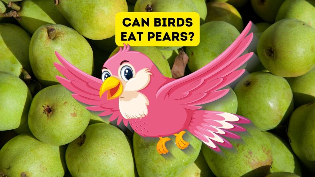 photo of pears with cartoon pink bird in center of image with "can birds eat pears" at top of image
