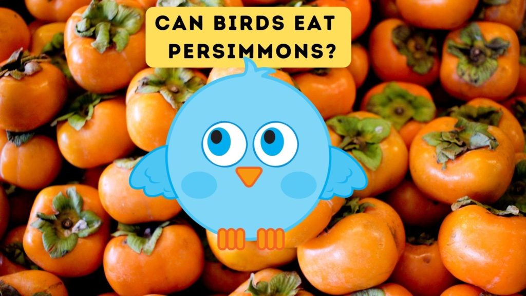 cartoon bird against background of persimmon fruits