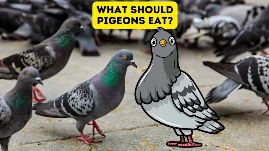 What Should Pigeons Eat?