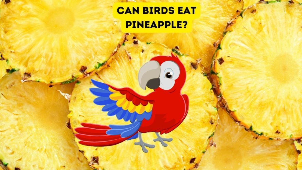 closeup photo of sliced pinepple with cartoon bird in center of image with words "can birds eat pineapple" at top of image