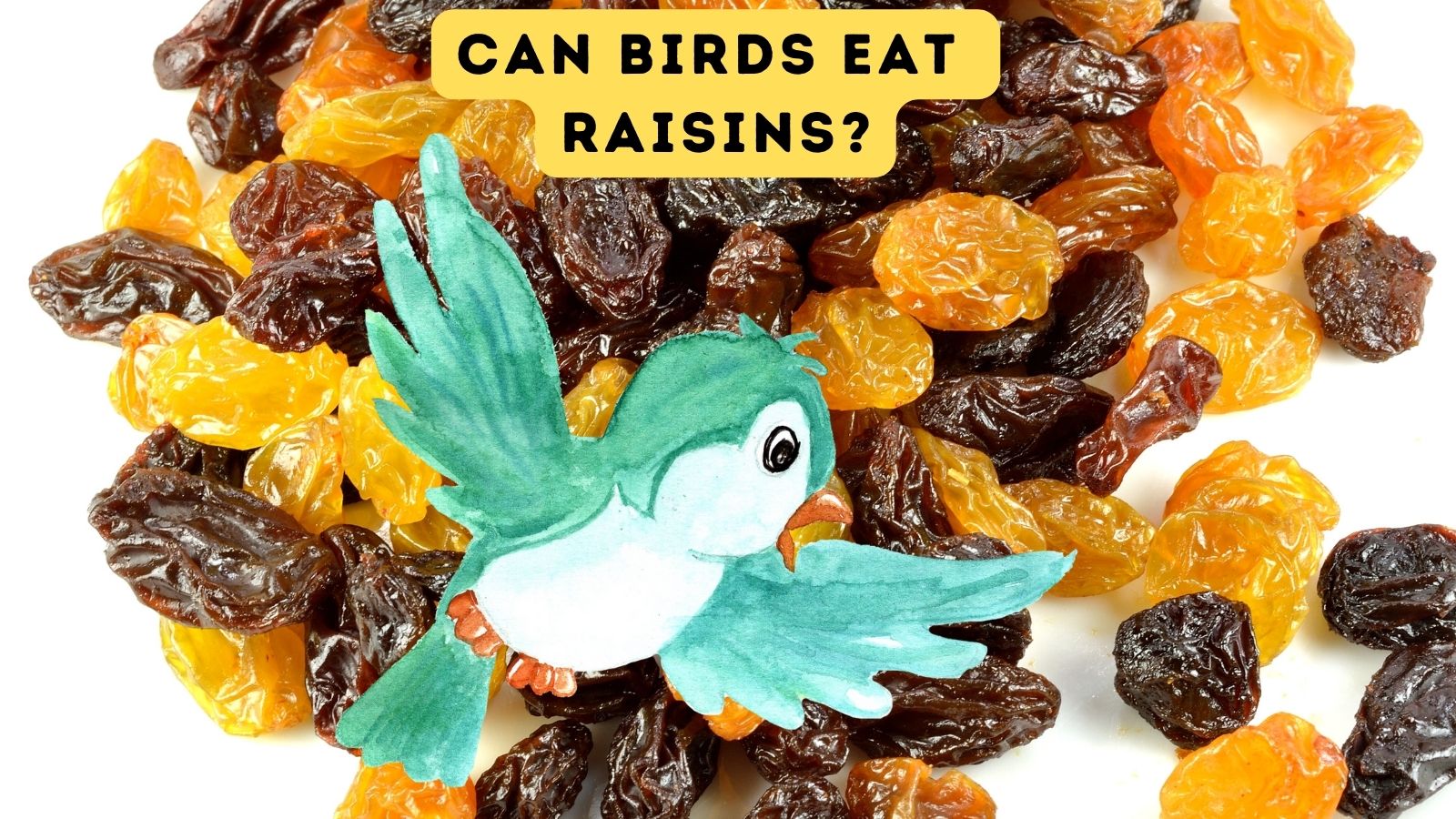 Can Birds Eat Raisins?