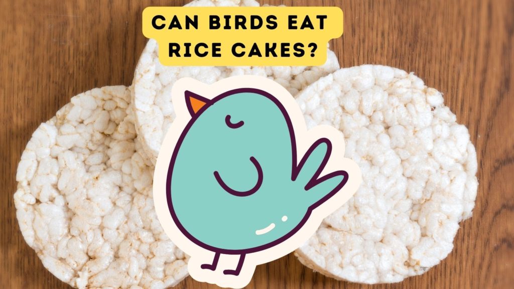 photo of three plain rice cakes on table with cartoon bird overlay in center of image and words "can birds eat rice cakes" at top of image