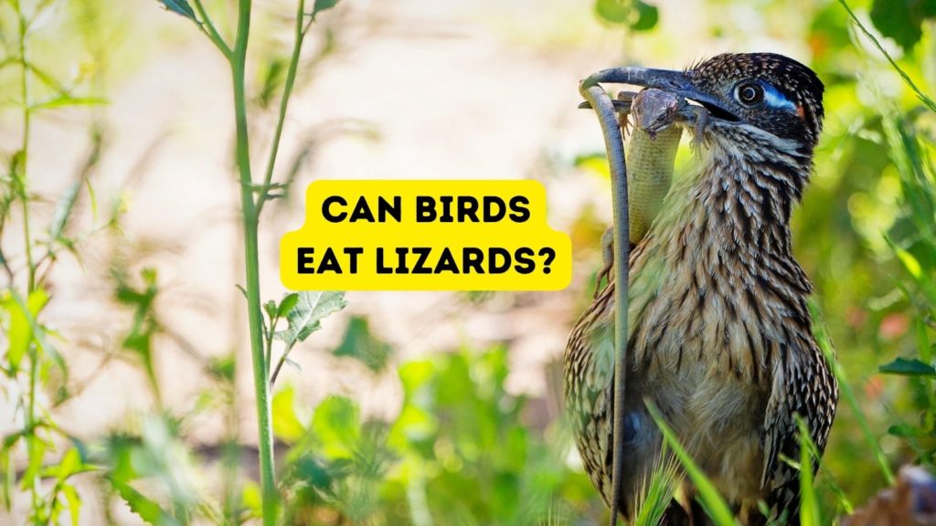 roadrunner eating a lizard