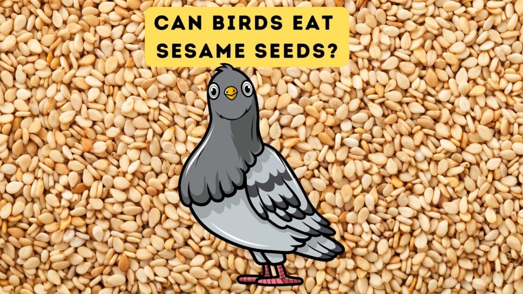 background of sesame seeds with cartoon pigeon in foreground