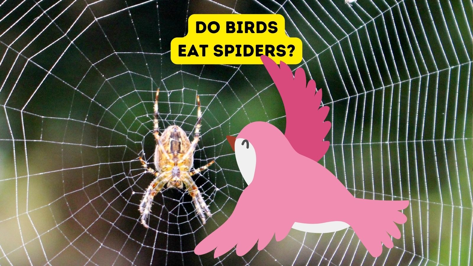 Do Birds Eat Spiders?