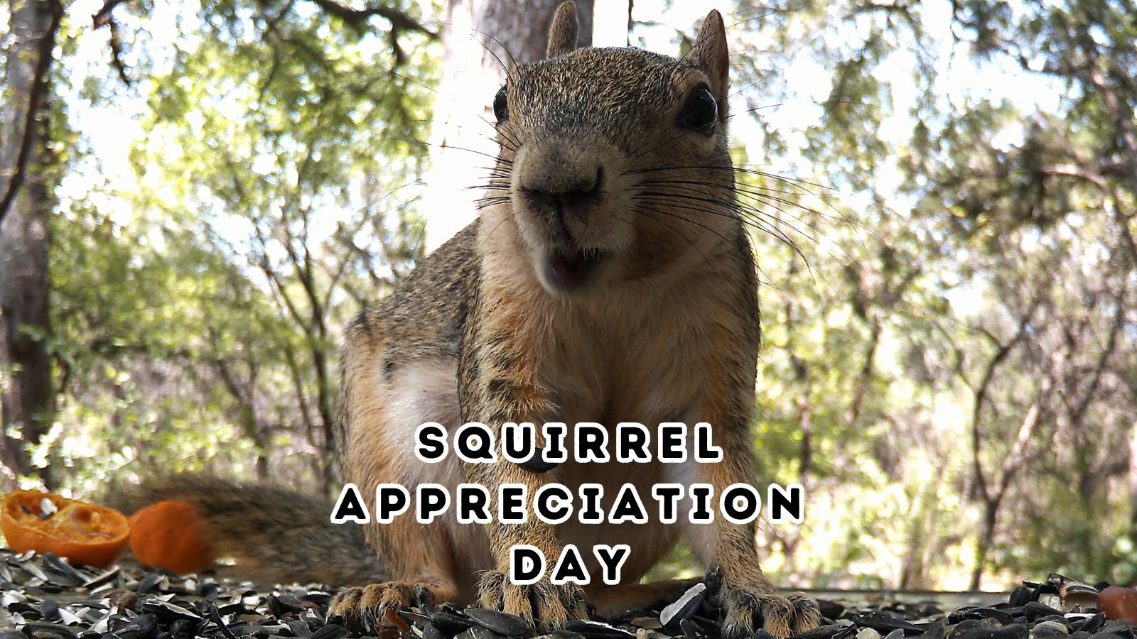 Squirrel Appreciation Day