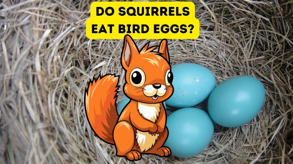 closeup of blue bird eggs with cartoon of squirrel in center of image with words "do squirrels eat bird eggs" at top of image