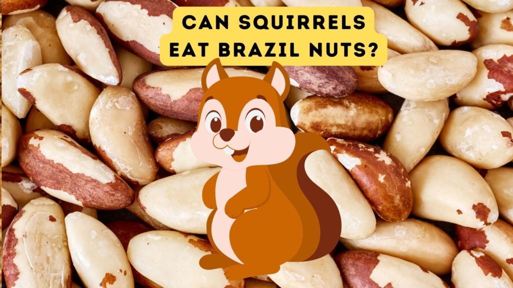 image of brazil nuts with cartoon squirrel in center of image