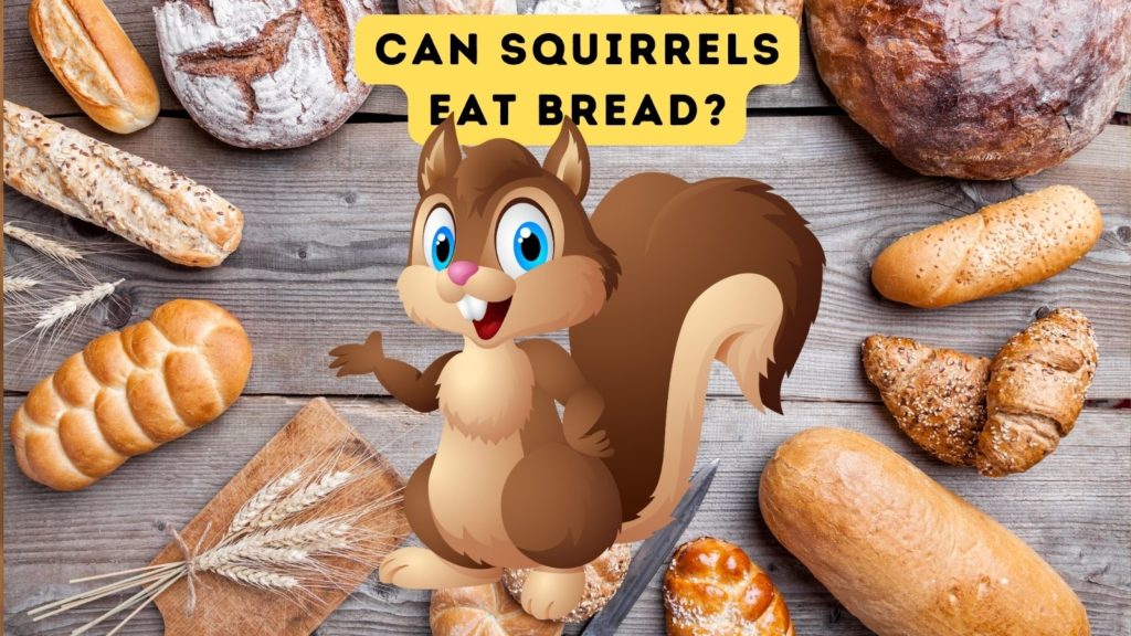 background image of breads with cartoon squirrel in center of graphic with words "can squirrels eat bread" at top of image