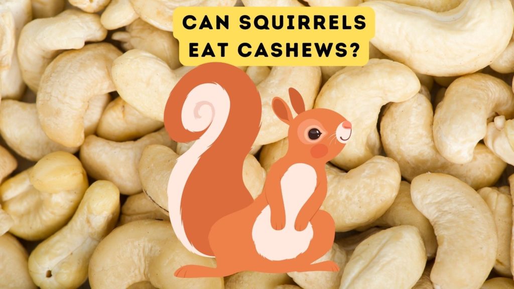 closeup image of cashews with cartoon squirrel in center of image with words "can squirrels eat cashews" at top of image