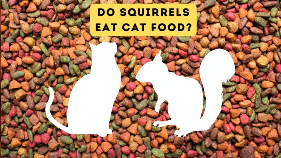 Do Squirrels Eat Cat Food?