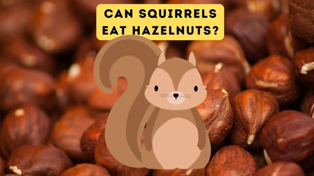 Do squirrels hotsell eat cat food