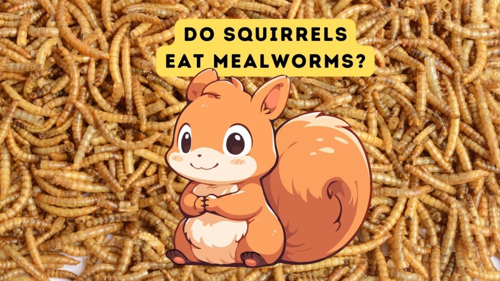 background image of dried mealworms with cartoon of squirrel in center of image with words "do squirrels eat mealworms" at top of image