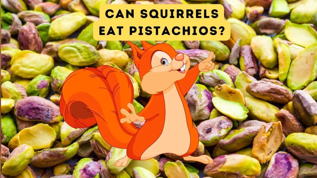 photo of shelled pistachios with an overlay of a squirrel cartoon and the words "can squirrels in pistachios" at top of image