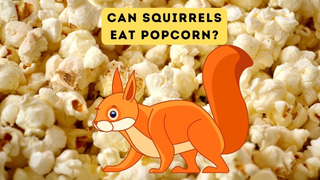 Can Squirrels Eat Popcorn?