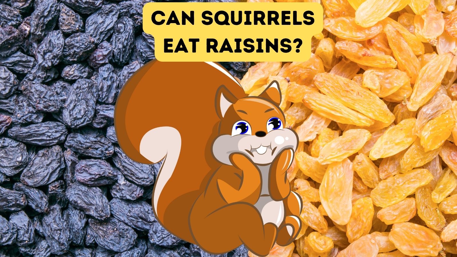 Can Squirrels Eat Raisins?