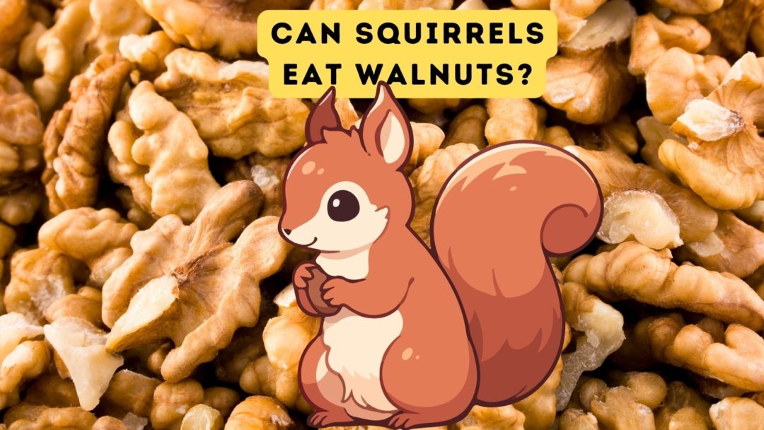 Can Squirrels Eat Walnuts?