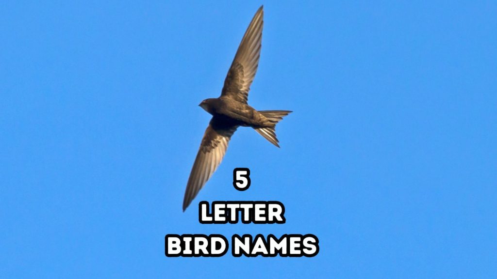 flying Swift against blue sky. Below bird are overlaid words "5 Letter Bird Names"