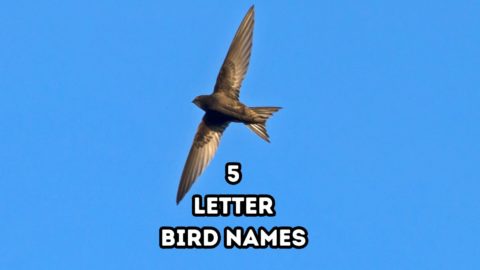 5 letter words with bird names in them