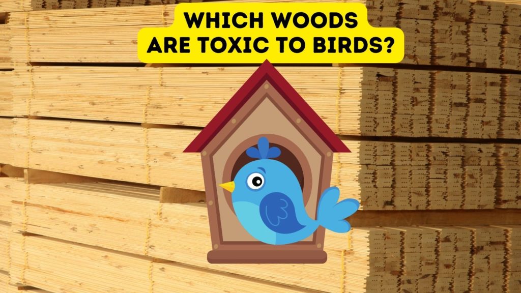 photo of stacked lumber at lumber yard with cartoon of blue bird in front of wooden bird house with words "which woods are toxic to birds" at top of image