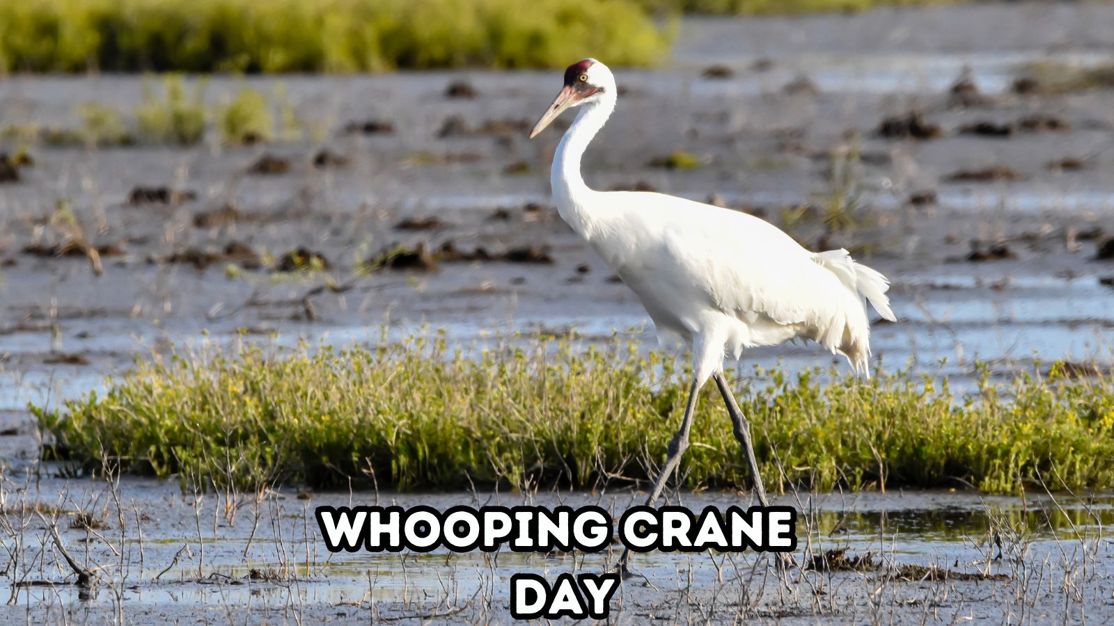 Whooping Crane Day