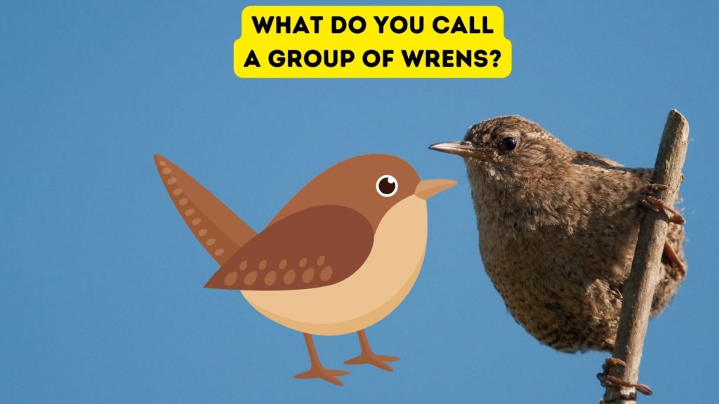 photo of a wren on a willow perch with a cartoon wren in center of image and words "what do you call a group of wrens" at top of image