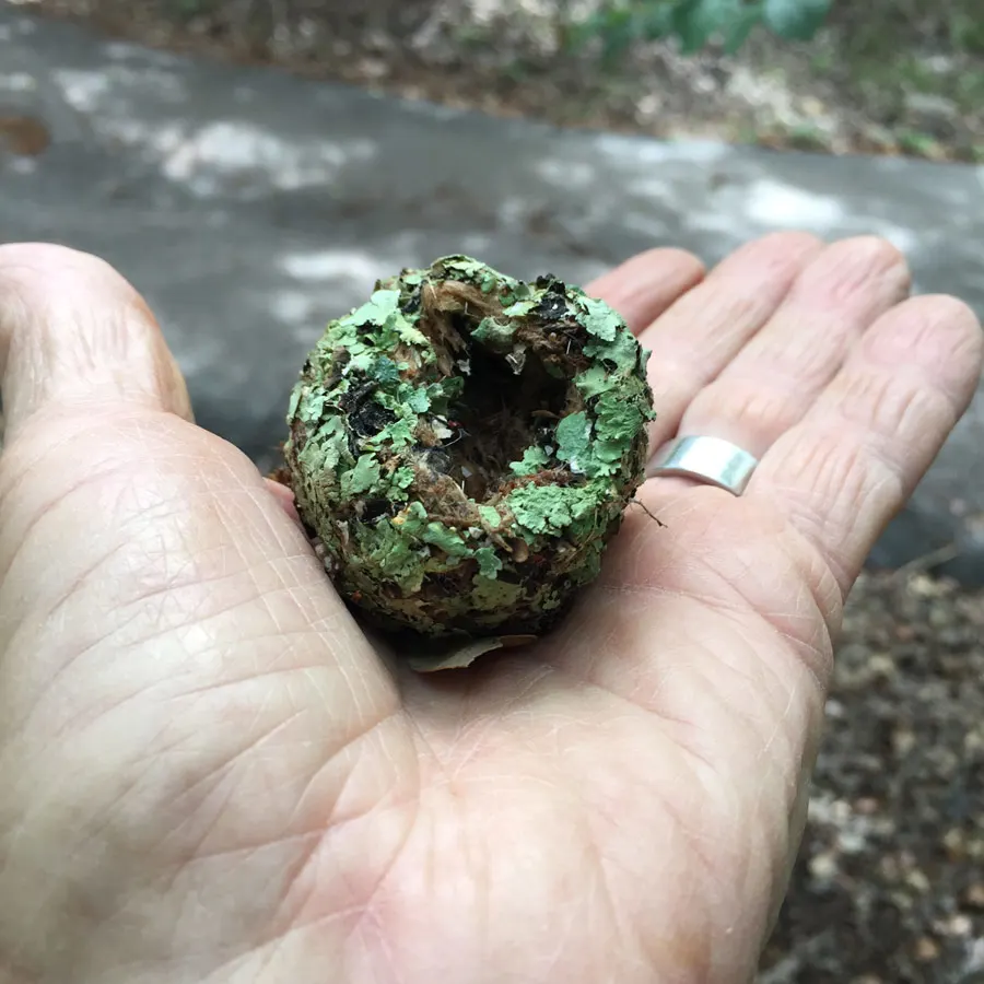 man's hand holding hummingbird nest