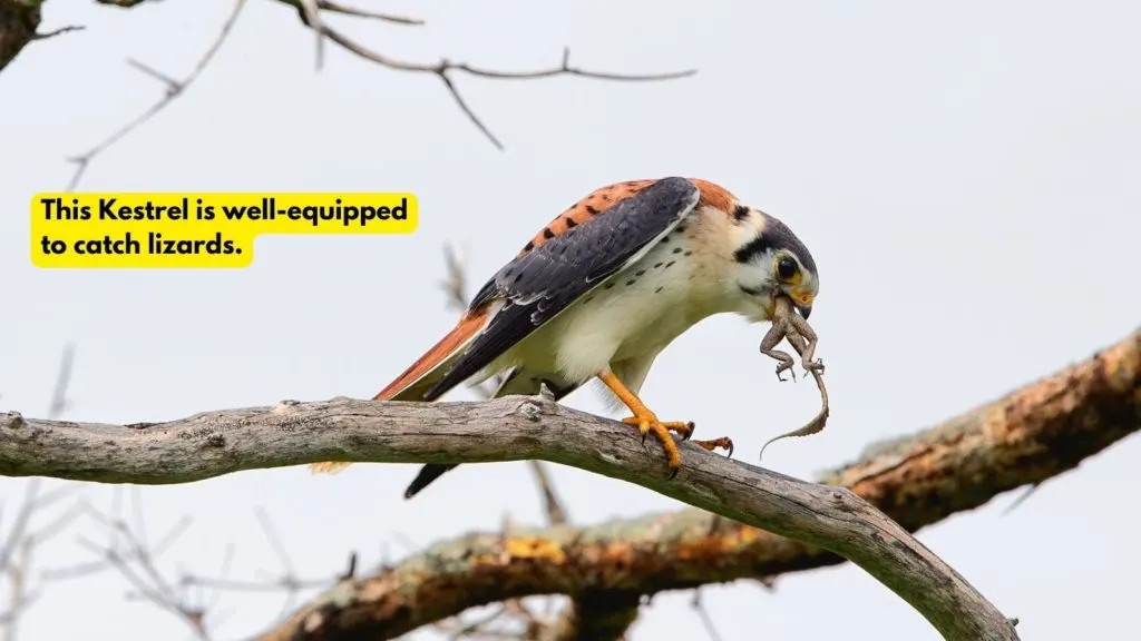 kestrel eating a lizard, sitting in tree