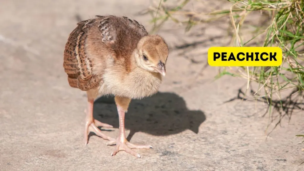 photo of peachick, a baby peafowl