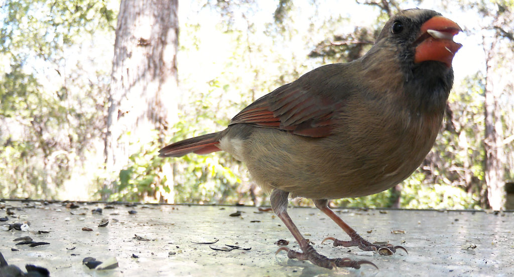 female cardinal with safflower seed in beak