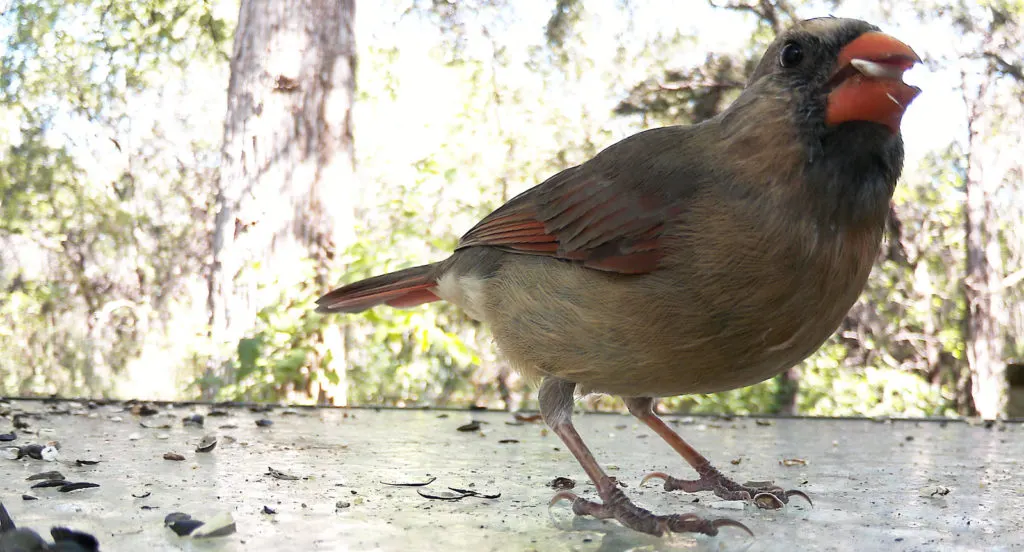 female cardinal with safflower seed in beak