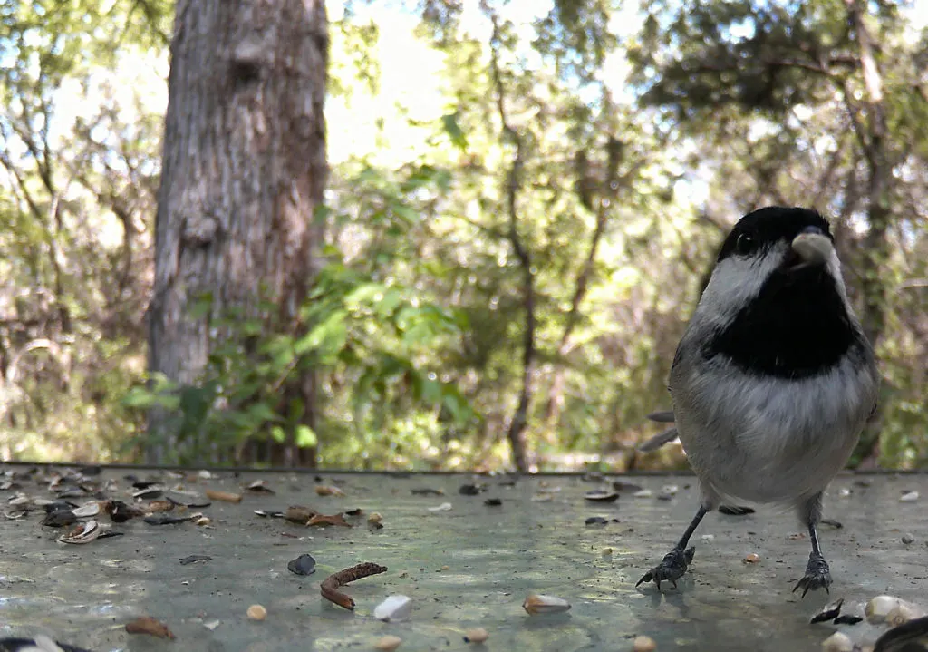 carolina chickadee with safflower seed in beak