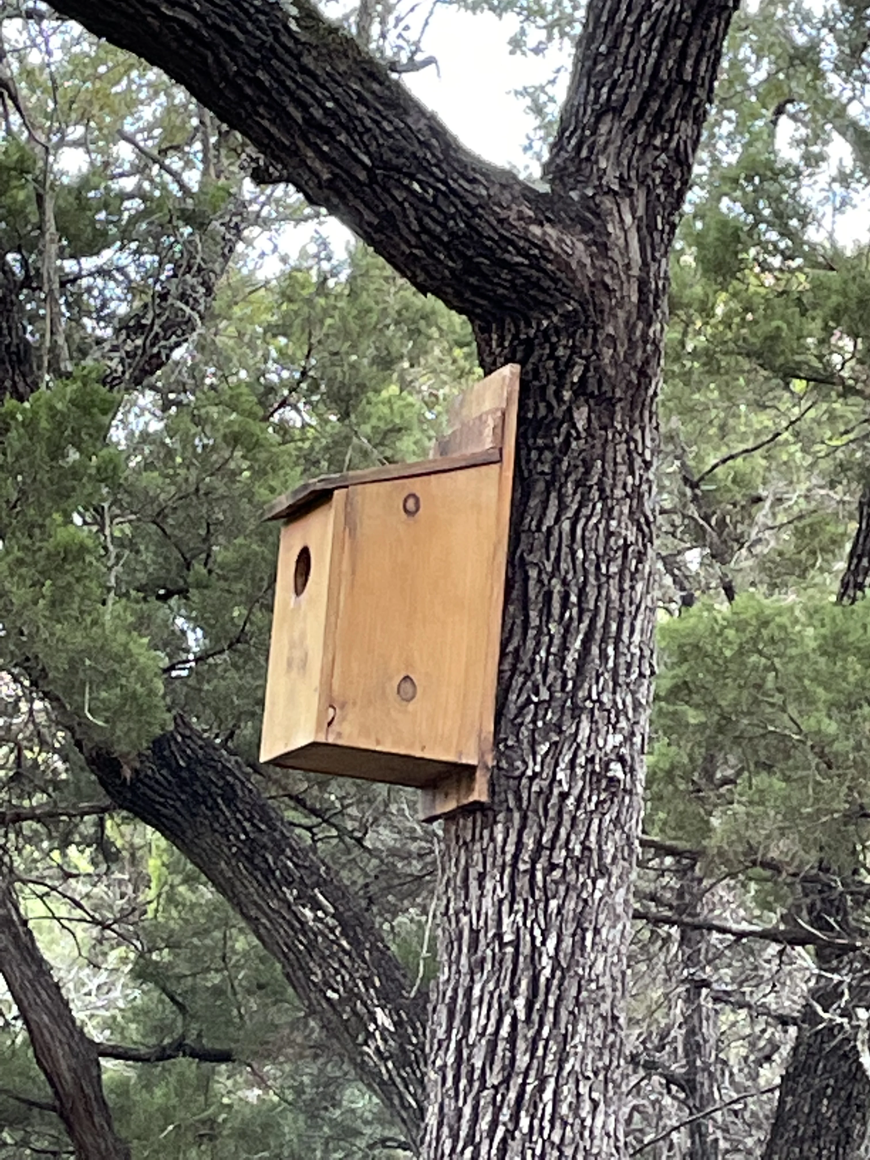 owl box on live oak tree